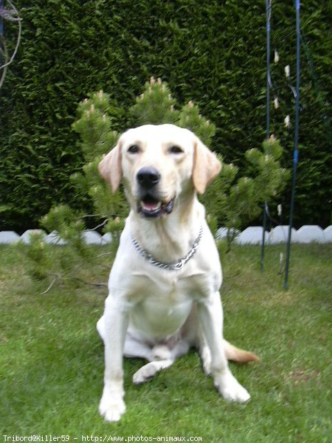 Photo de Labrador retriever