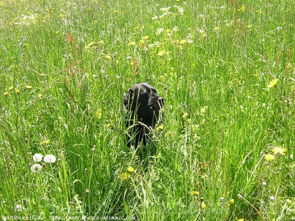 Photo de Labrador retriever