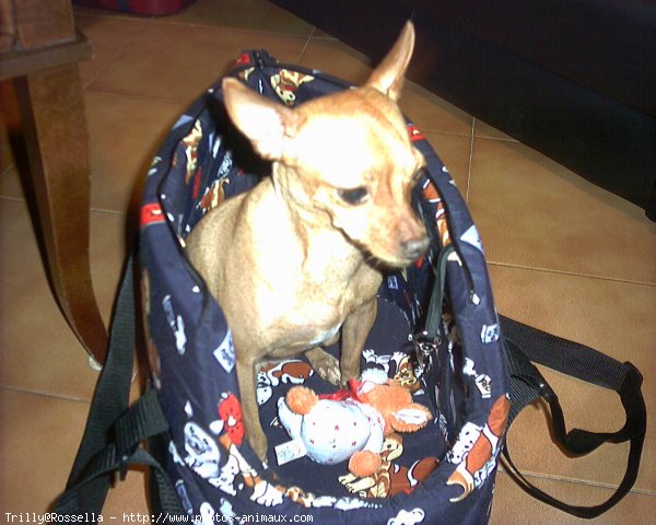 Photo de Pinscher nain