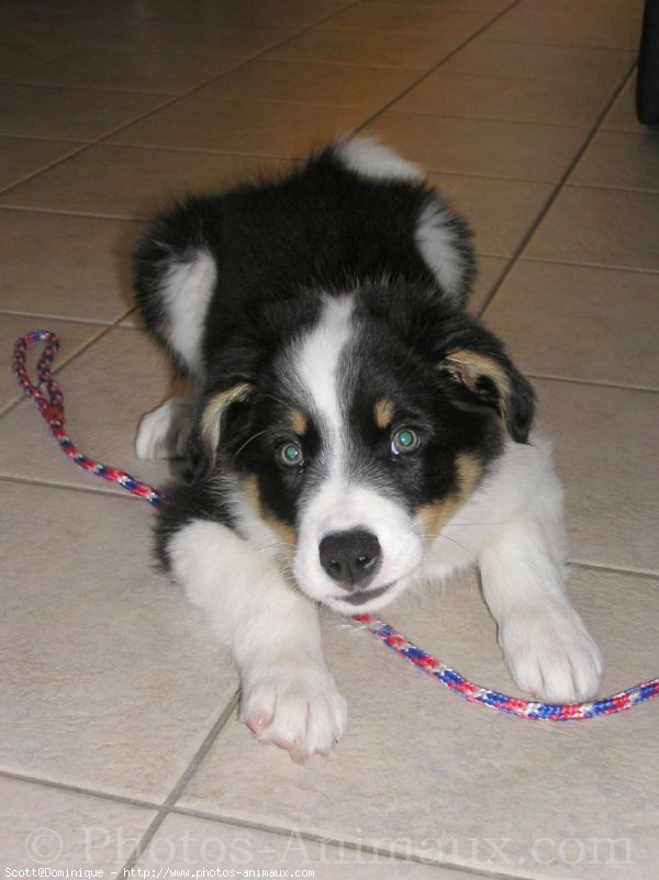 Photo de Border collie