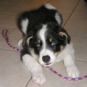 Photo de Border collie