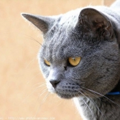 Photo de Chartreux