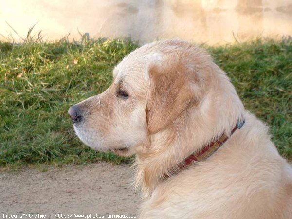 Photo de Golden retriever