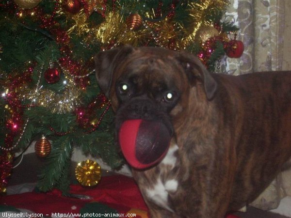 Photo de Boxer