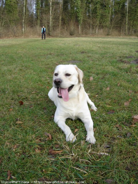 Photo de Labrador retriever