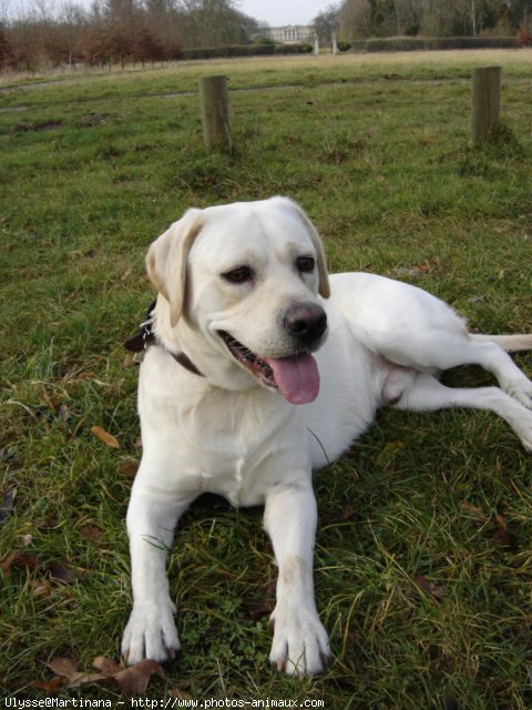 Photo de Labrador retriever