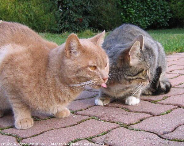 Photo de Chat domestique