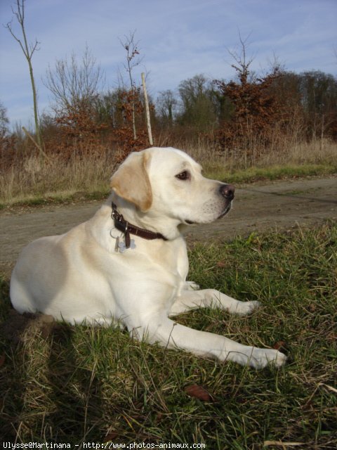 Photo de Labrador retriever