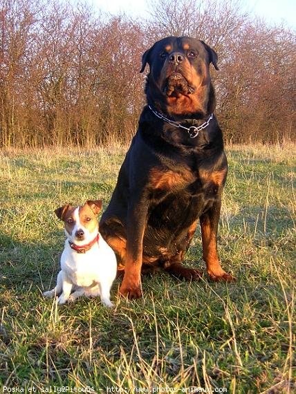 Photo de Rottweiler