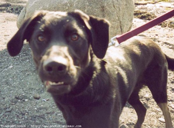 Photo de Labrador retriever