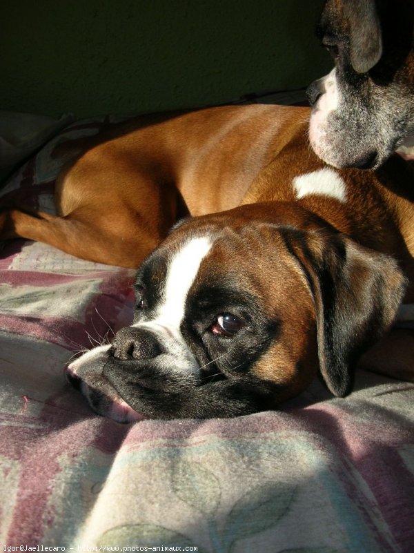 Photo de Boxer