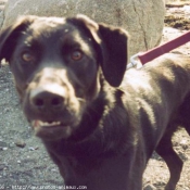 Photo de Labrador retriever