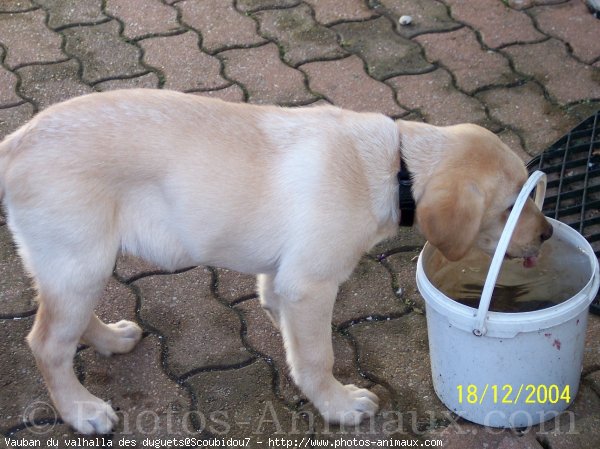 Photo de Labrador retriever