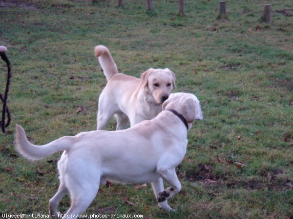 Photo de Labrador retriever