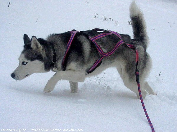 Photo de Husky siberien