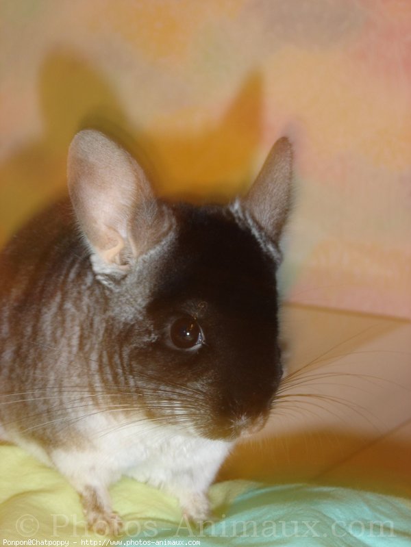 Photo de Chinchilla