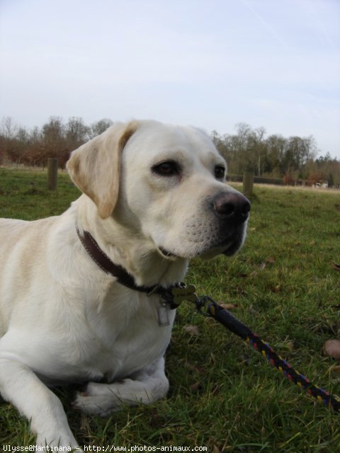 Photo de Labrador retriever