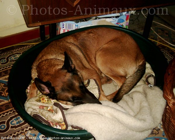 Photo de Berger belge malinois