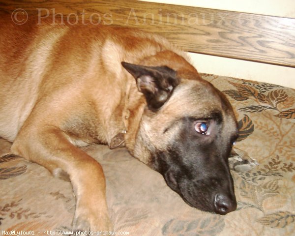 Photo de Berger belge malinois