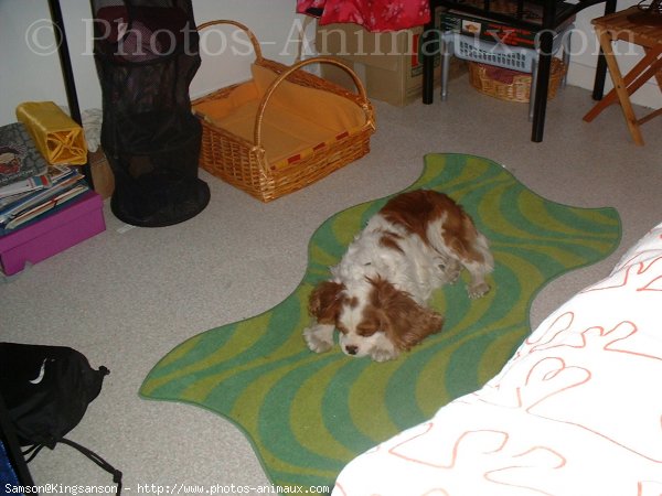 Photo de Cavalier king charles spaniel