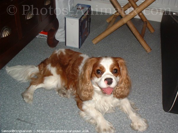 Photo de Cavalier king charles spaniel