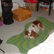 Photo de Cavalier king charles spaniel