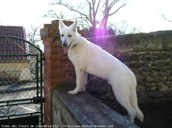 Photo de Berger blanc suisse