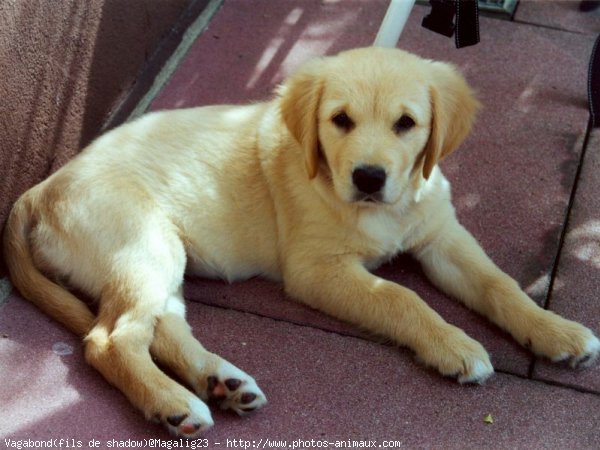 Photo de Golden retriever