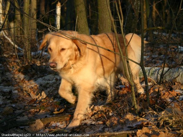 Photo de Golden retriever