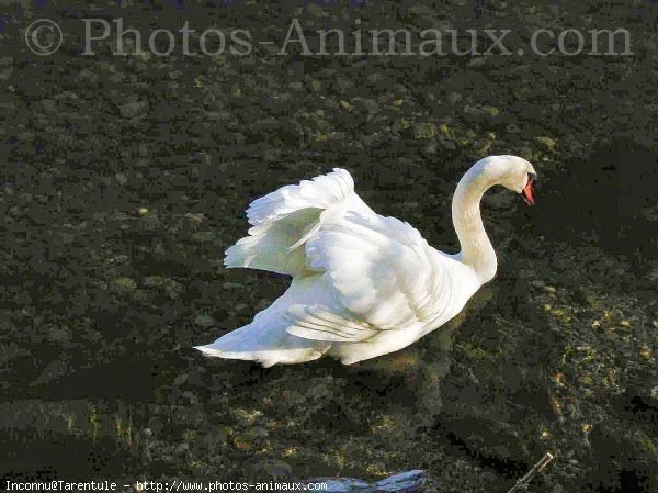 Photo de Cygne