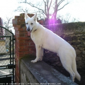 Photo de Berger blanc suisse