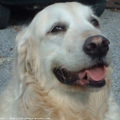 Photo de Golden retriever