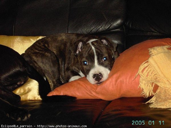 Photo d'American staffordshire terrier