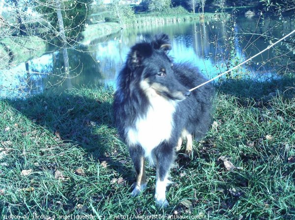 Photo de Chien de berger des shetland