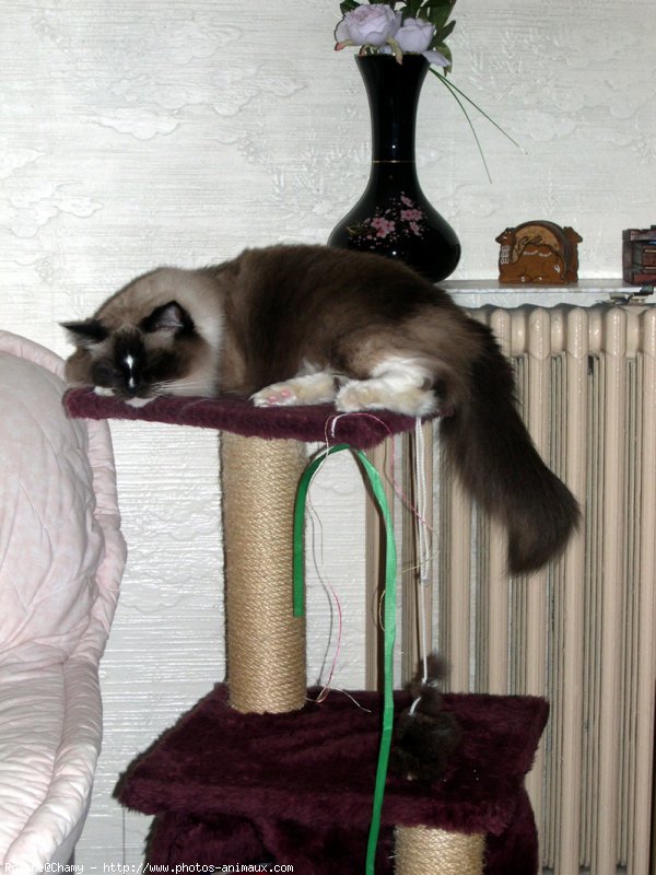 Photo de Ragdoll