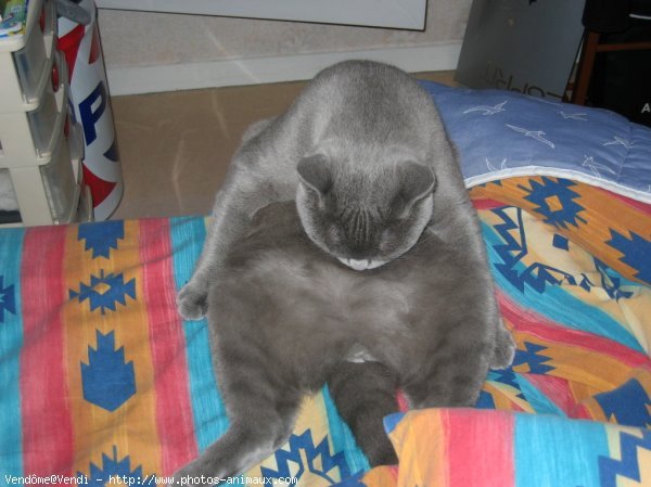 Photo de British shorthair