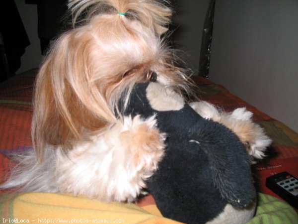 Photo de Shih tzu