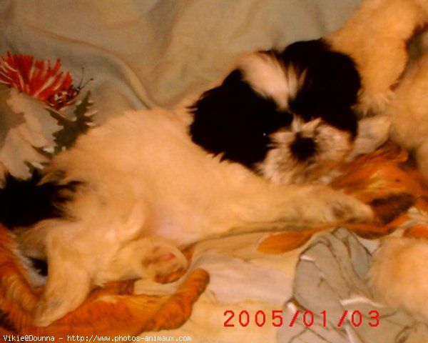 Photo de Shih tzu