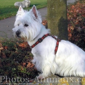 Photo de West highland white terrier