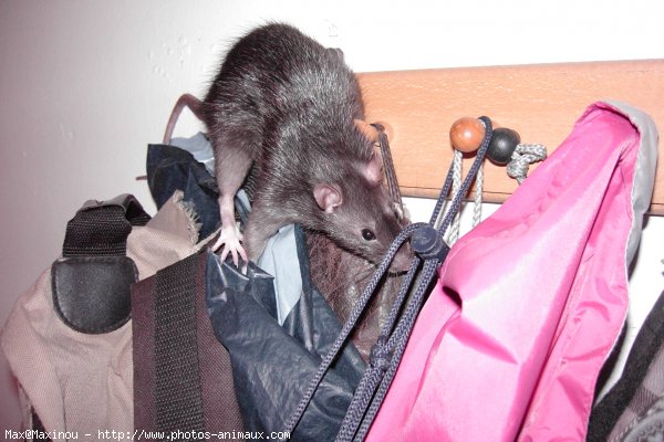 Photo de Rat