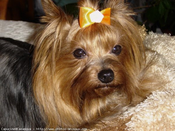 Photo de Yorkshire terrier