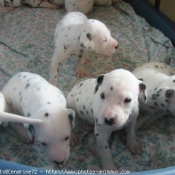 Photo de Dalmatien