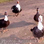 Photo de Canard