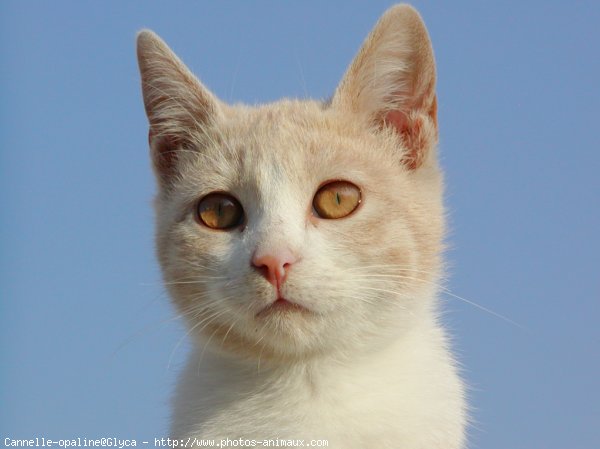 Photo de Chat domestique