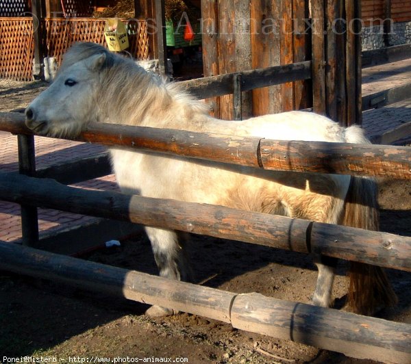 Photo de Poney franais de selle