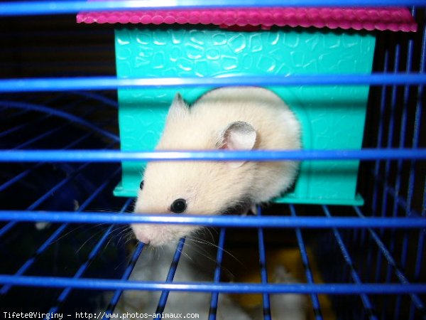 Photo de Hamster