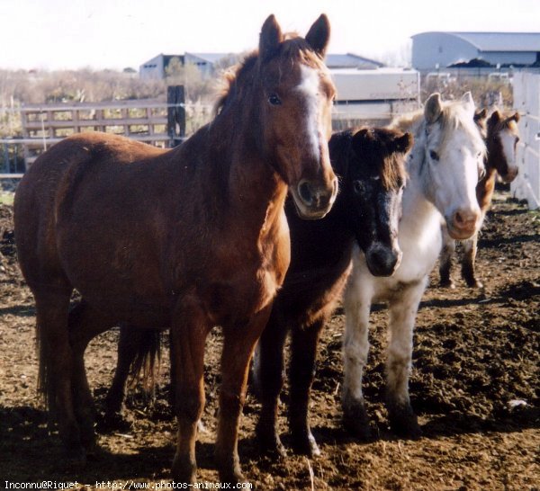 Photo de Races diffrentes