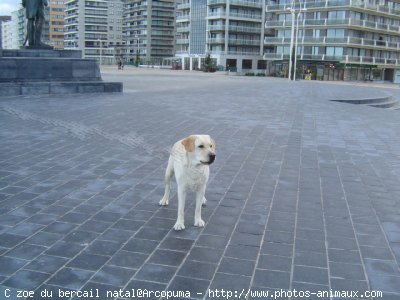 Photo de Labrador retriever