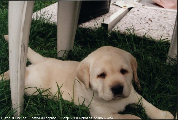 Photo de Labrador retriever