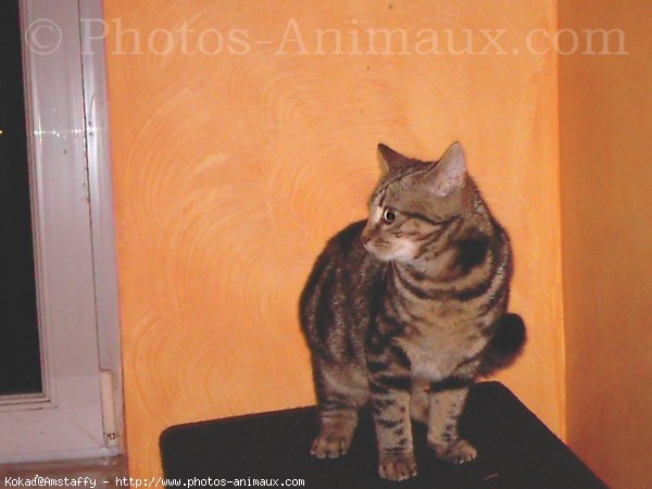 Photo de Chat domestique